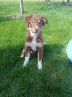 Dakota, a male Australian Shepherd for sale in McVeytown, PA – Photo 1 of 8