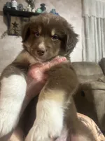 Dakota, a male Australian Shepherd for sale in McVeytown, PA – Photo 1 of 3