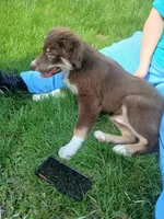 Dakota, a male Australian Shepherd for sale in McVeytown, PA – Photo 4 of 8