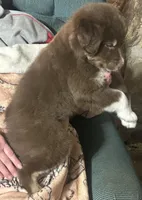 Dakota, a male Australian Shepherd for sale in McVeytown, PA – Photo 2 of 3