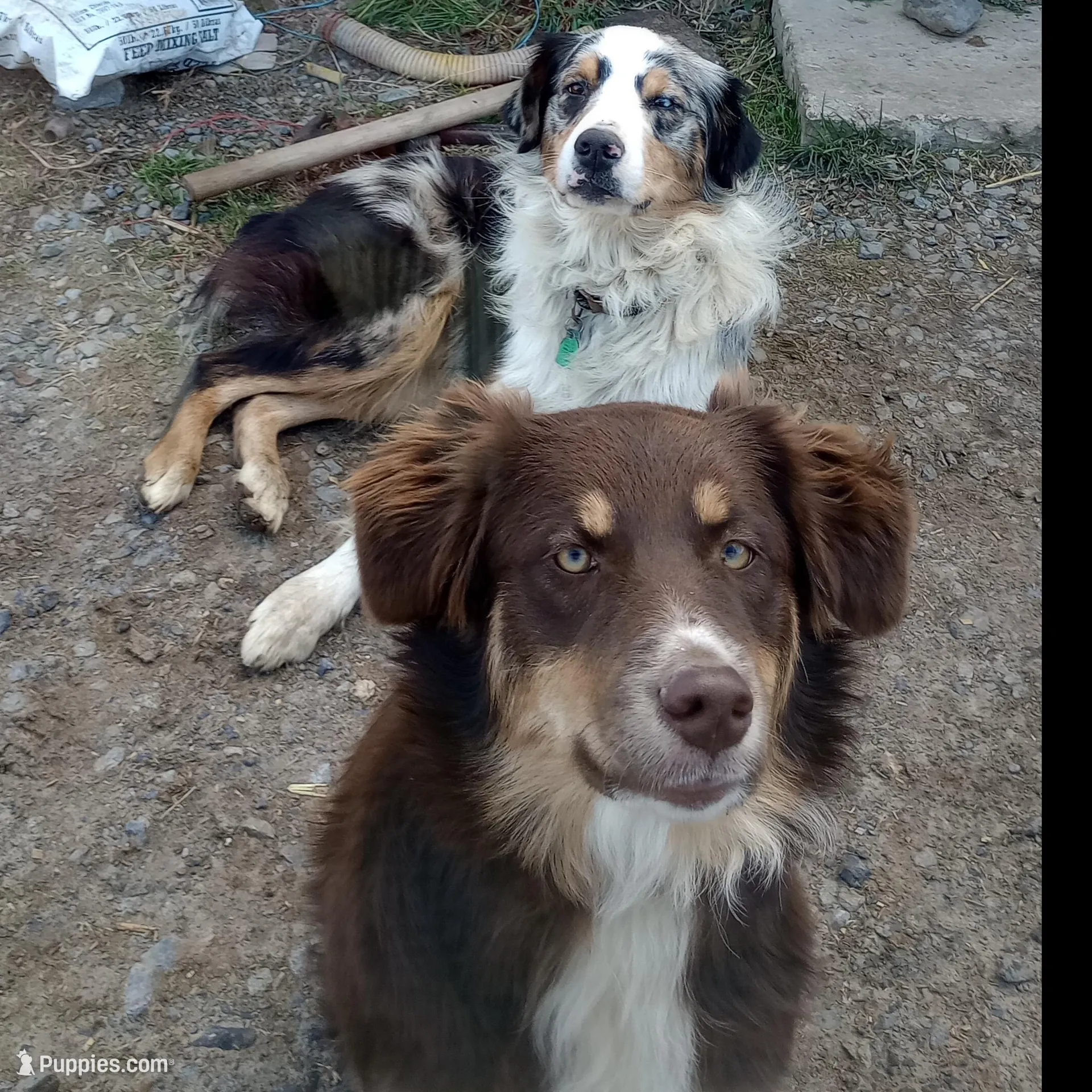 Honey, a female Australian Shepherd for sale in McVeytown, PA – Photo 3 of 3