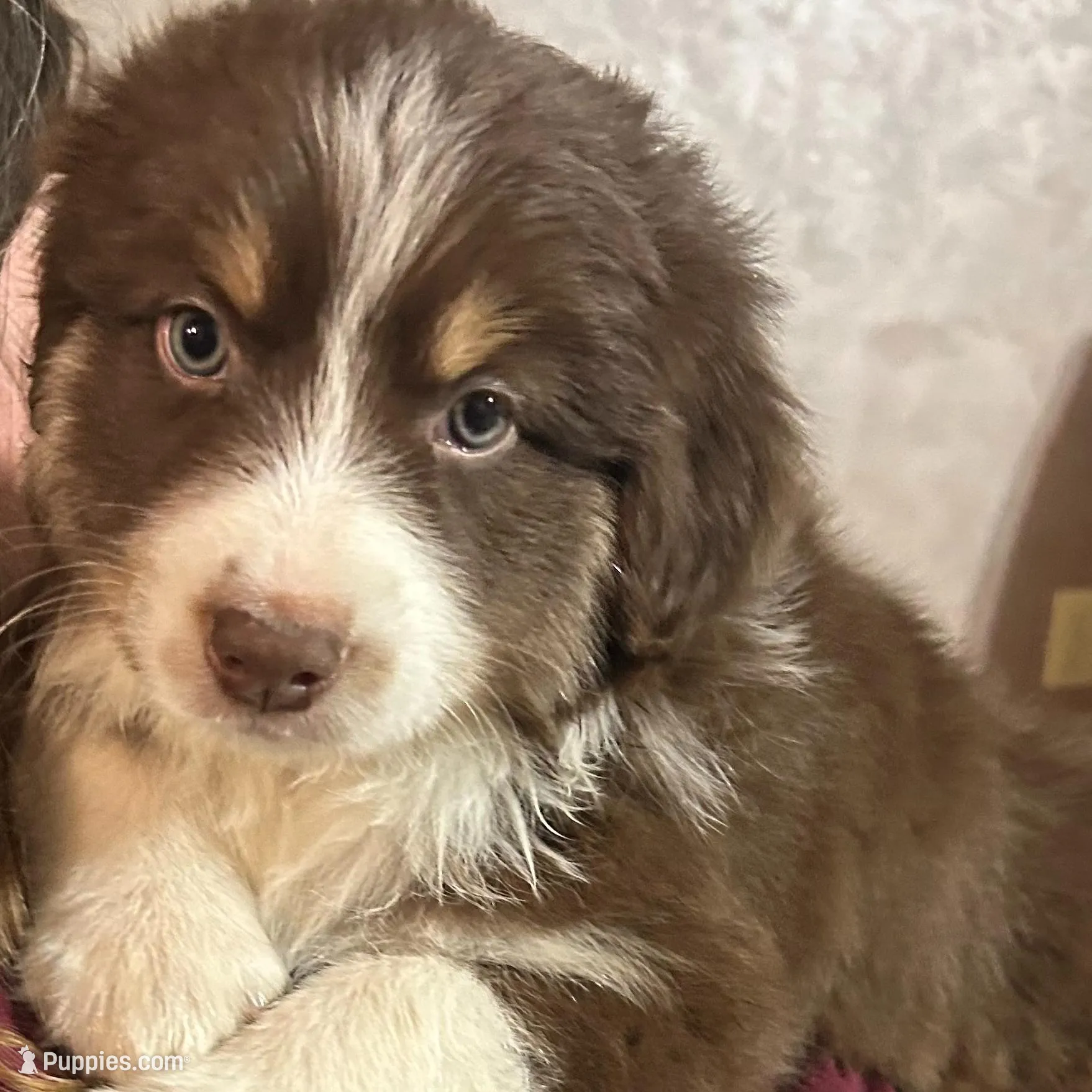 Honey – Australian Shepherd puppy for sale in McVeytown, PA