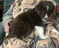 Ginger, a female Australian Shepherd for sale in McVeytown, PA – Photo 2 of 3