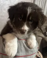 Ginger, a female Australian Shepherd for sale in McVeytown, PA – Photo 1 of 3