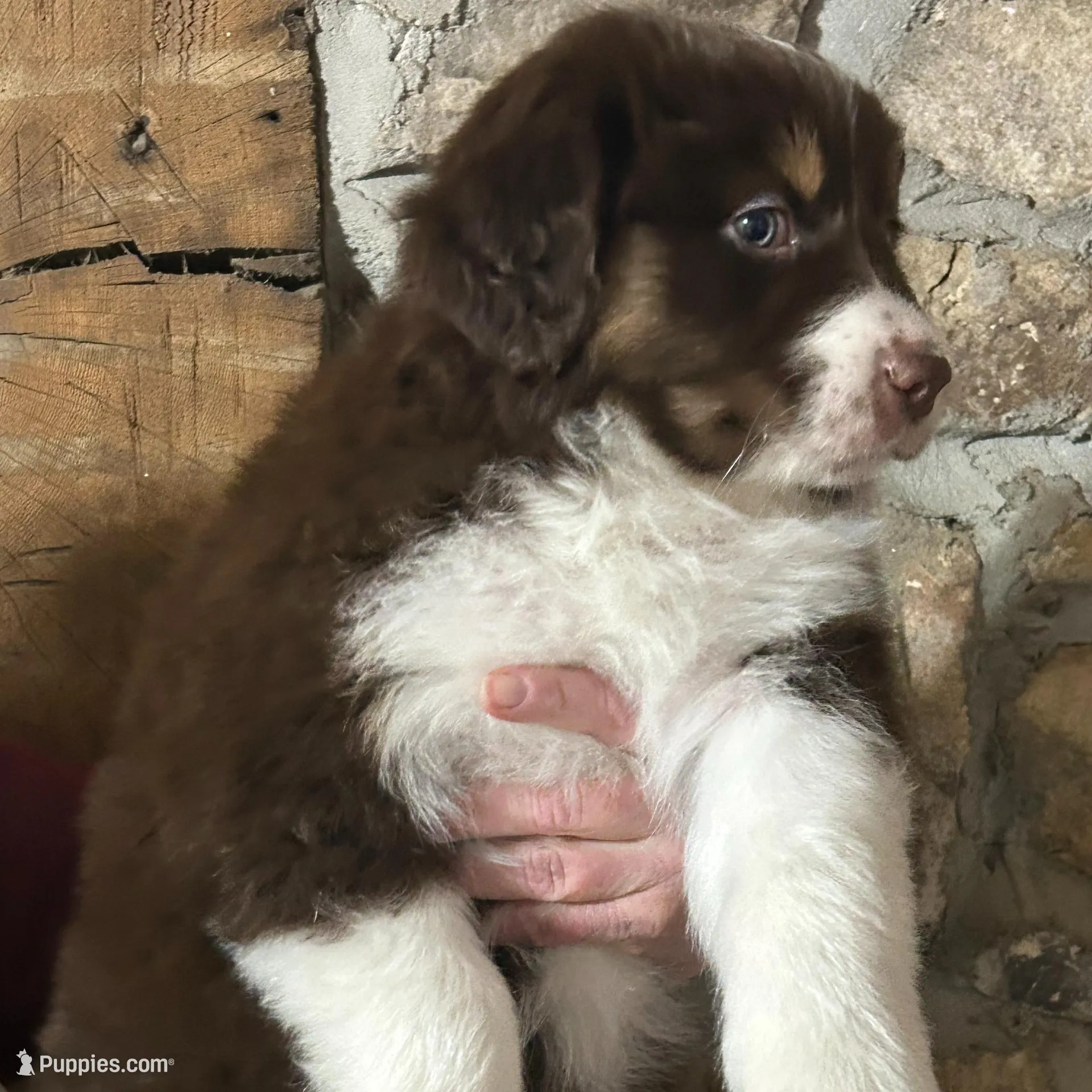 Tucker, a male Australian Shepherd for sale in McVeytown, PA – Photo 3 of 4