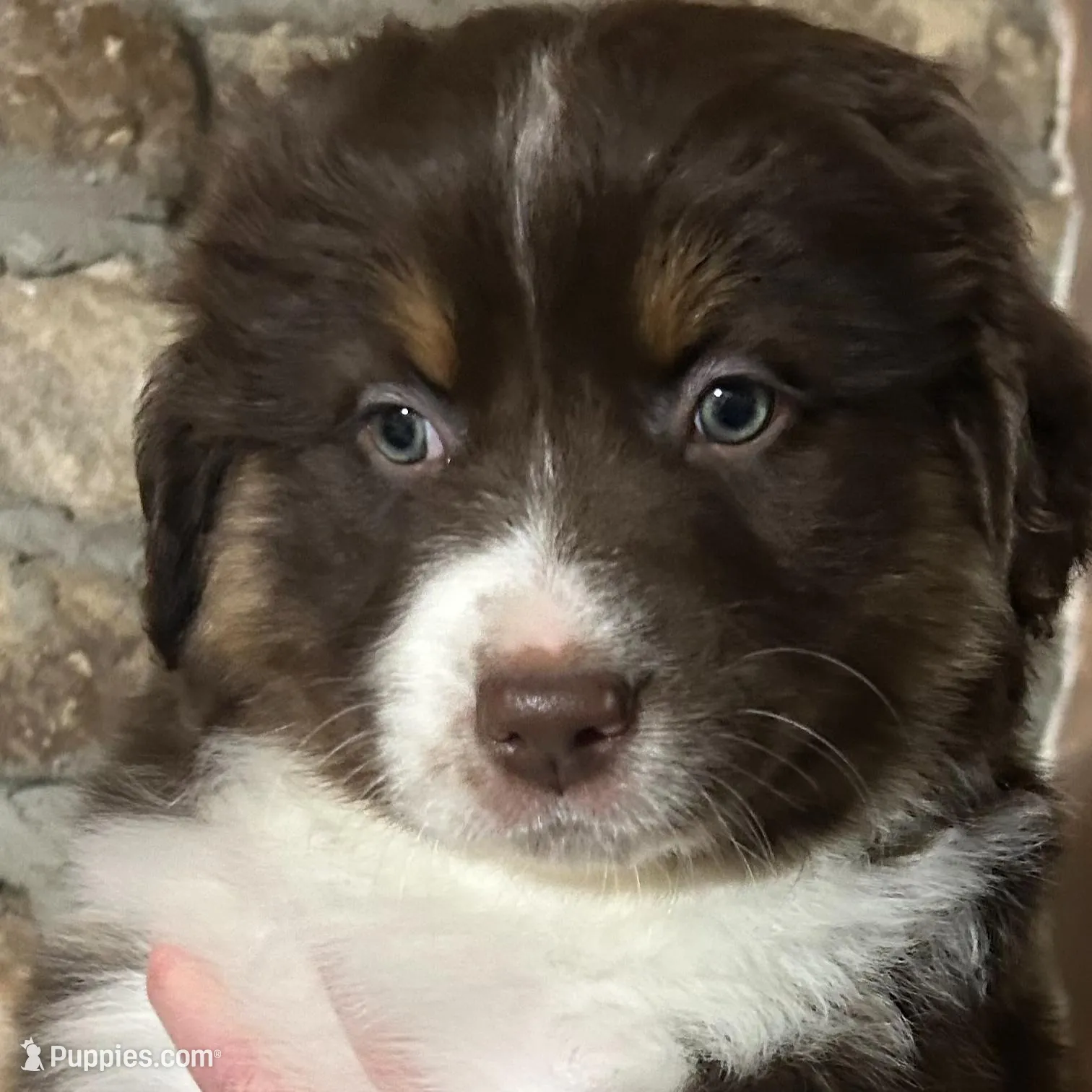 Tucker, a male Australian Shepherd for sale in McVeytown, PA – Photo 2 of 4