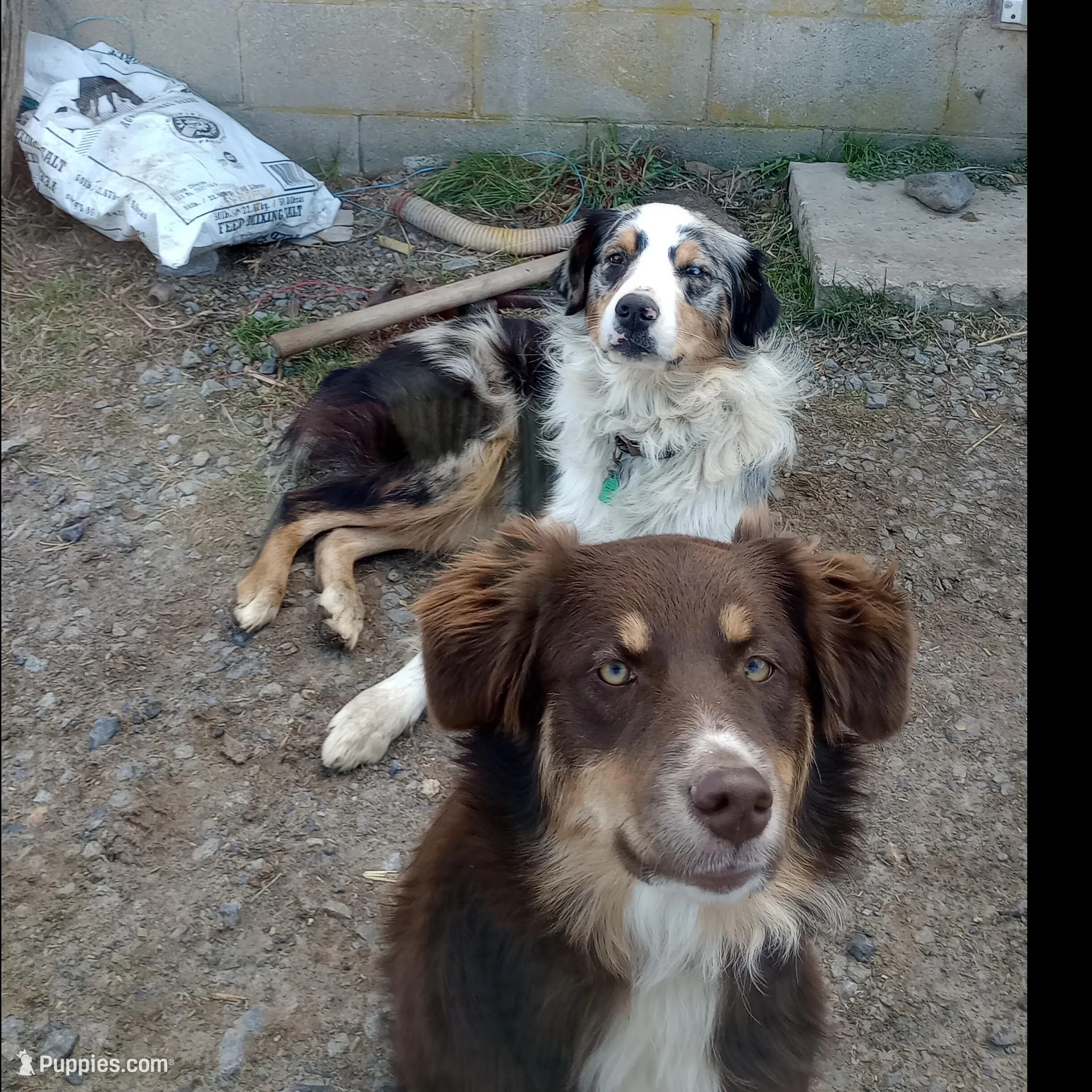 Tucker, a male Australian Shepherd for sale in McVeytown, PA – Photo 4 of 4