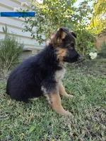 Tank, a male German Shepherd Dog for sale in San Bernardino, CA – 3 of 5