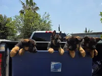Tank, a male German Shepherd Dog for sale in San Bernardino, CA – 2 of 5