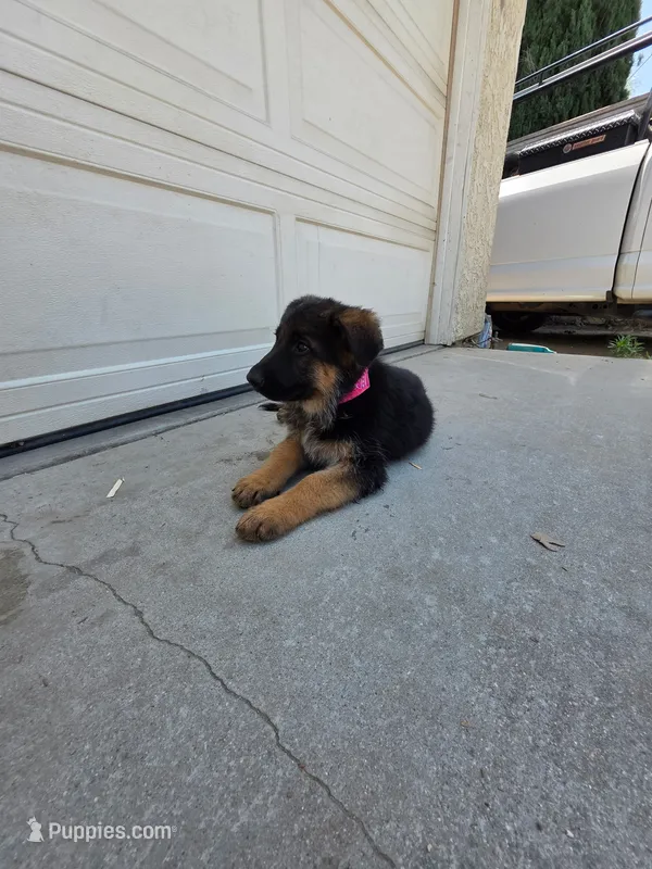 Rose  – German Shepherd Dog puppy for sale in San Bernardino, CA
