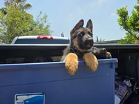 lavender , a female German Shepherd Dog for sale in San Bernardino, CA – 2 of 5
