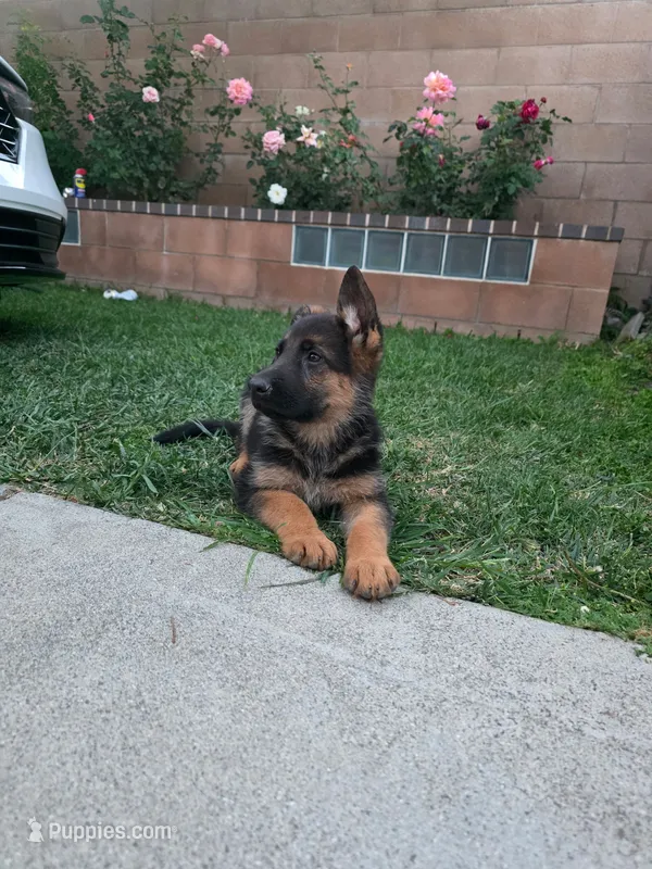 Rose  – German Shepherd Dog puppy for sale in San Bernardino, CA