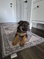 Red Robin, a female German Shepherd Dog for sale in San Bernardino, CA – 3 of 7