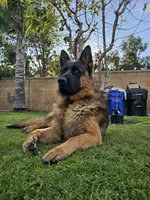 Tank, a male German Shepherd Dog for sale in San Bernardino, CA – 5 of 5