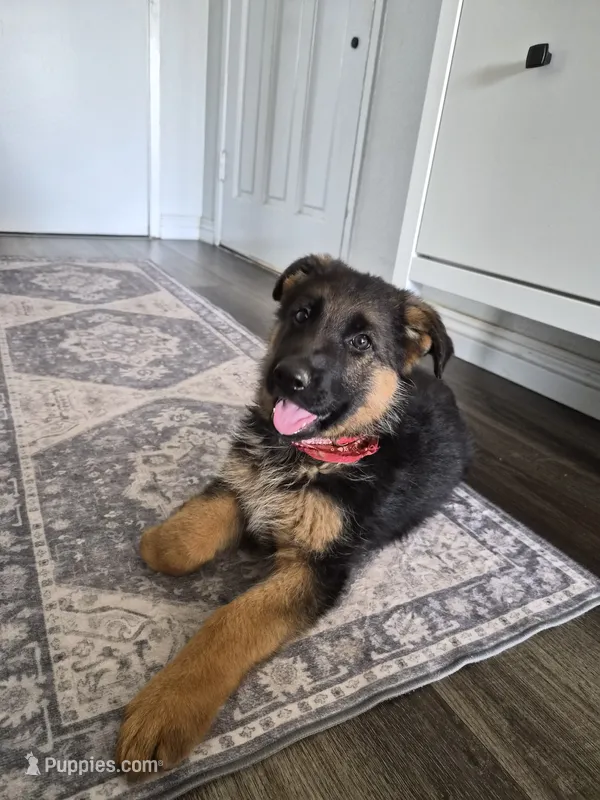 Red Robin – German Shepherd Dog puppy for sale in San Bernardino, CA