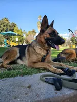 Tank, a male German Shepherd Dog for sale in San Bernardino, CA – 4 of 5