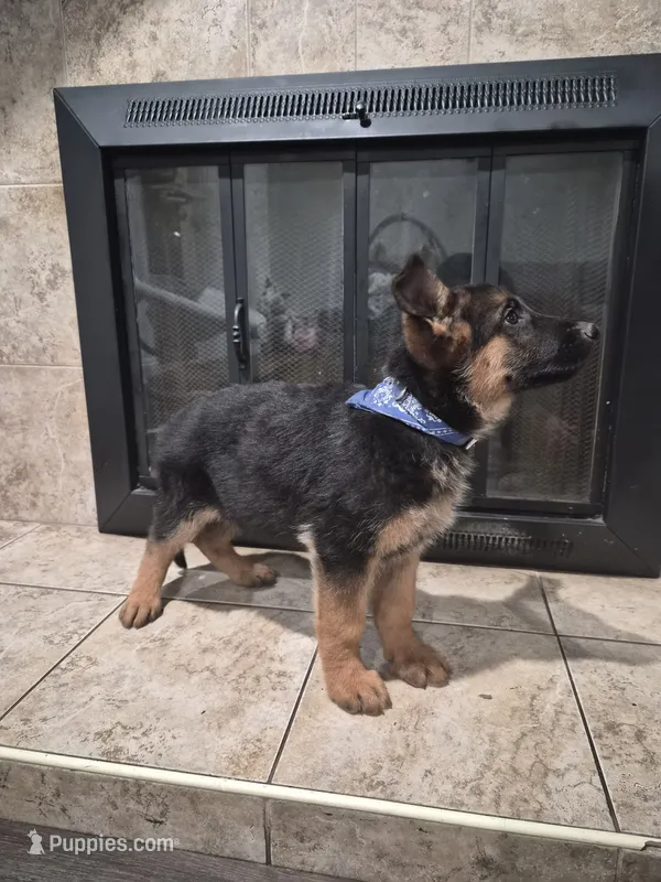 Tank – German Shepherd Dog puppy for sale in San Bernardino, CA