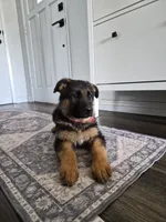 Red Robin, a female German Shepherd Dog for sale in San Bernardino, CA – 2 of 7