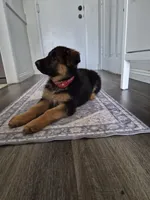 Red Robin, a female German Shepherd Dog for sale in San Bernardino, CA – 4 of 7
