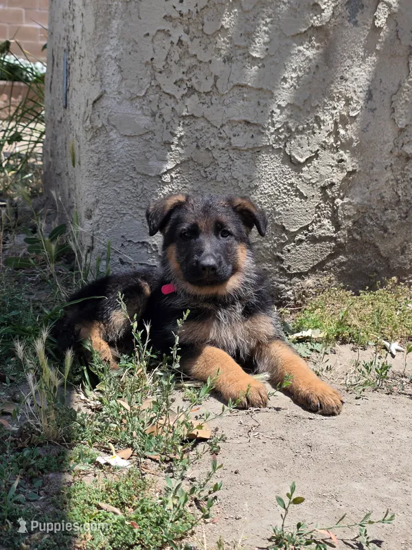 Tank – German Shepherd Dog puppy for sale in San Bernardino, CA