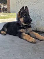 lavender , a female German Shepherd Dog for sale in San Bernardino, CA – 1 of 5