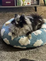 Saige, a female Pomeranian for sale in Ceres, CA – 4 of 5