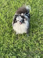 Saige, a female Pomeranian for sale in Ceres, CA – 5 of 5