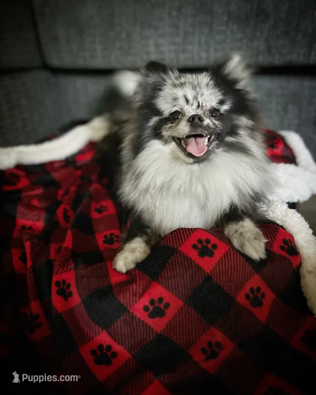 Saige – Pomeranian puppy for sale in Ceres, CA