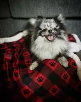 Saige, a female Pomeranian for sale in Ceres, CA – 1 of 5