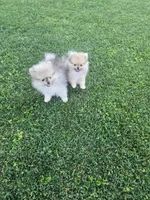 Lily/Lalo, a female Pomeranian for sale in Ceres, CA – 3 of 4