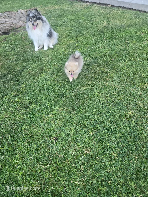 Lily/Lalo – Pomeranian puppy for sale in Ceres, CA
