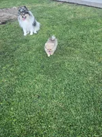 Lily/Lalo, a female Pomeranian for sale in Ceres, CA – 1 of 4