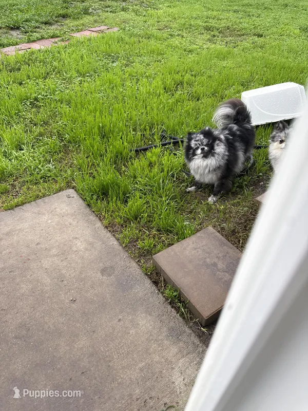 Saige – Pomeranian puppy for sale in Ceres, CA