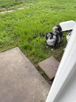 Saige, a female Pomeranian for sale in Ceres, CA – Photo 2 of 2