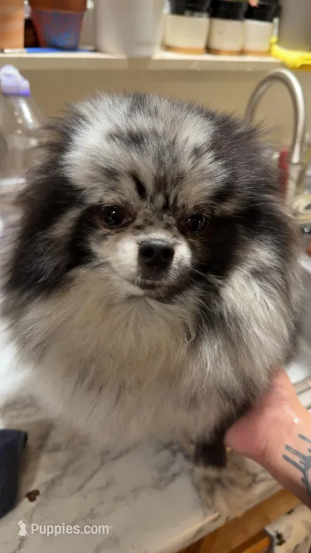 Saige – Pomeranian puppy for sale in Ceres, CA