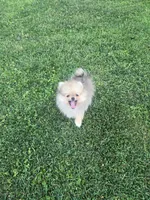 Lily/Lalo, a female Pomeranian for sale in Ceres, CA – 2 of 4