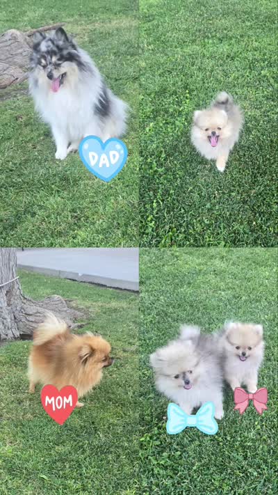 Lily/Lalo, a female Pomeranian for sale in Ceres, CA – 4 of 4