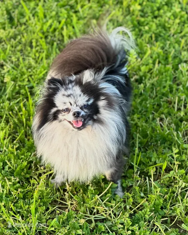 Saige – Pomeranian puppy for sale in Ceres, CA