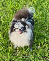 Saige, a female Pomeranian for sale in Ceres, CA – 1 of 1