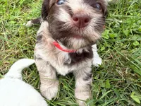 Choc Merle Tuxedo (red), a female Yorkipoo and Havanese for sale in Patriot, OH – 3 of 10