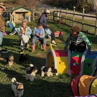 Little Miss CutiePie, a female Yorkipoo for sale in Patriot, OH – Photo 3 of 10