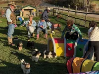 Little Miss CutiePie, a female Yorkipoo for sale in Patriot, OH – Photo 3 of 10