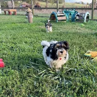 Little Miss CutiePie, a female Yorkipoo for sale in Patriot, OH – Photo 10 of 10