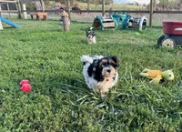 Little Miss CutiePie, a female Yorkipoo for sale in Patriot, OH – Photo 10 of 10