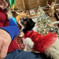 Little Miss CutiePie, a female Yorkipoo for sale in Patriot, OH – Photo 4 of 10