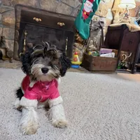 Little Miss CutiePie, a female Yorkipoo for sale in Patriot, OH – Photo 2 of 10