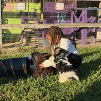 Little Miss CutiePie, a female Yorkipoo for sale in Patriot, OH – Photo 9 of 10