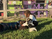 Little Miss CutiePie, a female Yorkipoo for sale in Patriot, OH – Photo 9 of 10