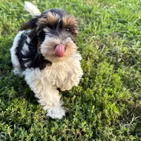 Little Miss CutiePie, a female Yorkipoo for sale in Patriot, OH – Photo 8 of 10