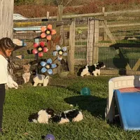 Little Miss CutiePie, a female Yorkipoo for sale in Patriot, OH – Photo 7 of 10